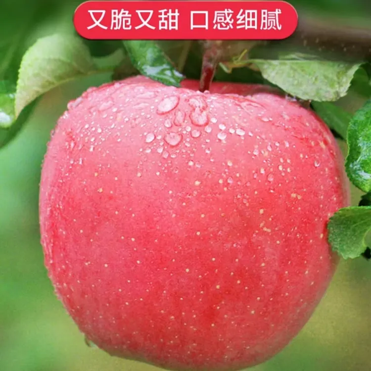 【陇原红】 甘肃 静宁苹果 25年新果 脆甜多汁红富士苹果  8.5斤装