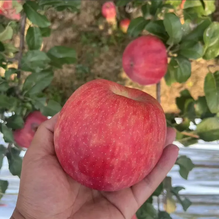 庆阳高端【秦脆苹果】皮薄肉厚果核小新鲜采摘头茬鲜果包邮发货