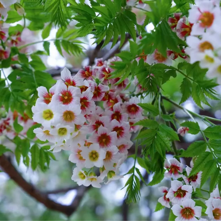 【文冠花种子】桔梗花四季易种阳台庭院盆栽地栽南北方四季种植