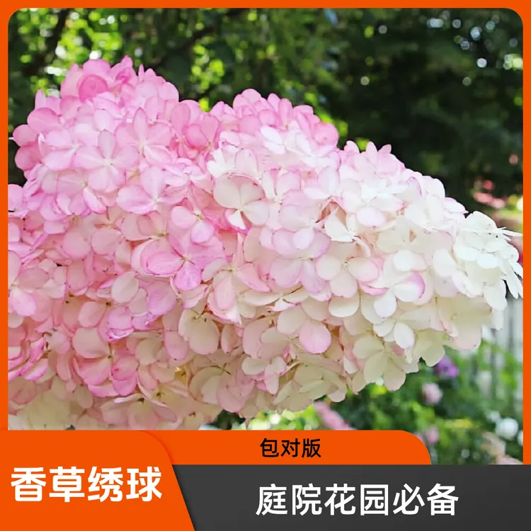 东北香草草莓圆锥绣球花庭院花园要栽花期春季长达100天以上