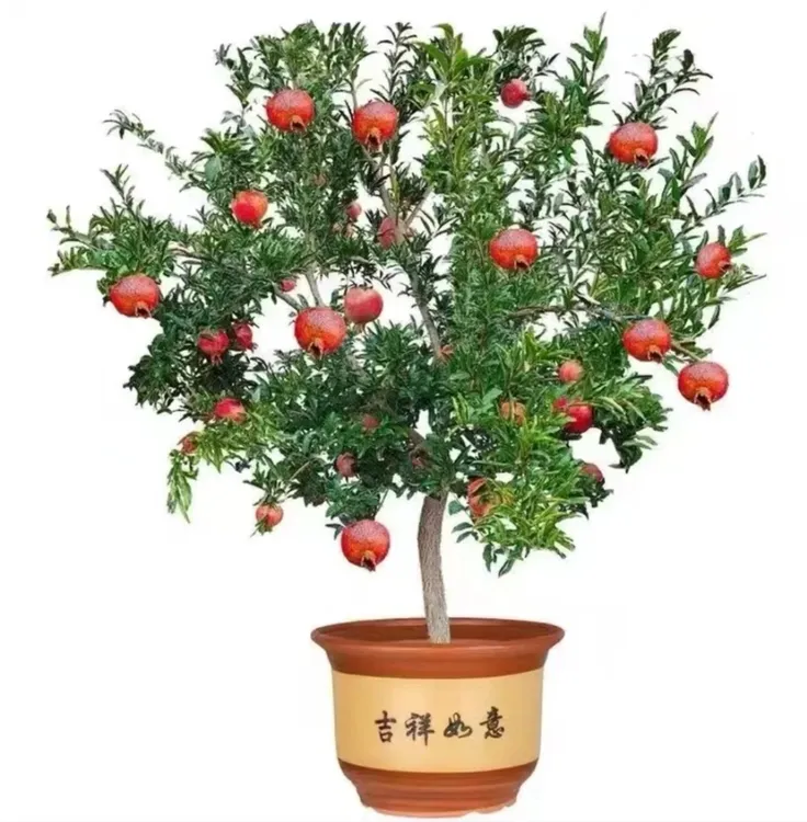 突尼斯地栽盆栽  南方北方庭院阳台