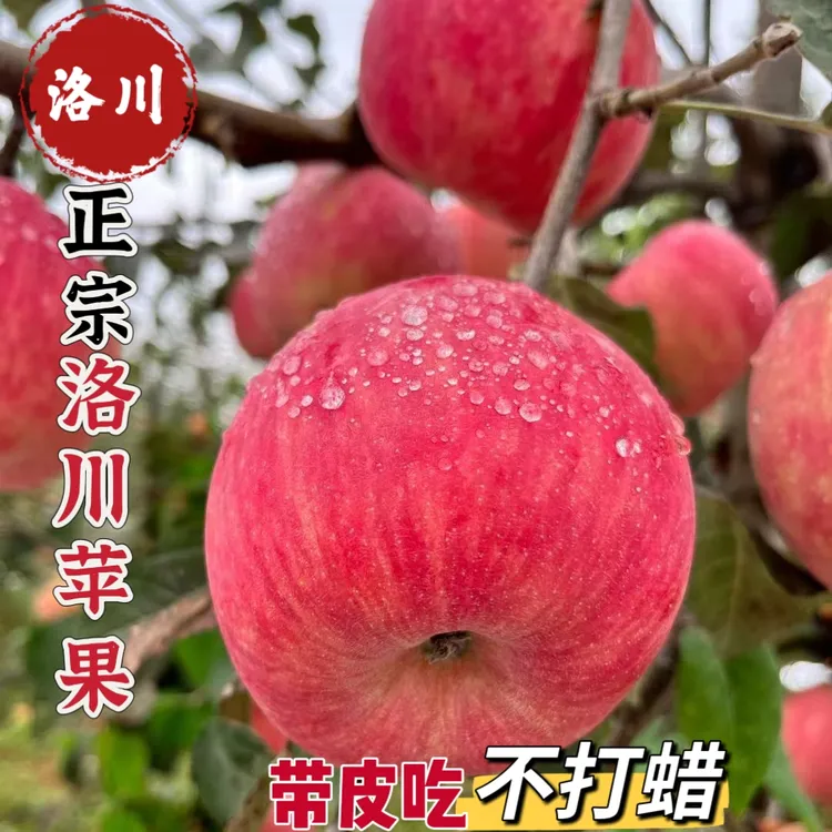 陕西【红富士苹果】当季产地现摘顺丰发货