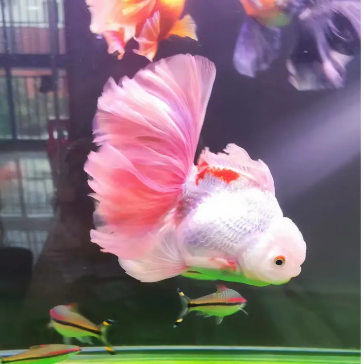 粉尾兔子泰狮金鱼百褶泰狮
