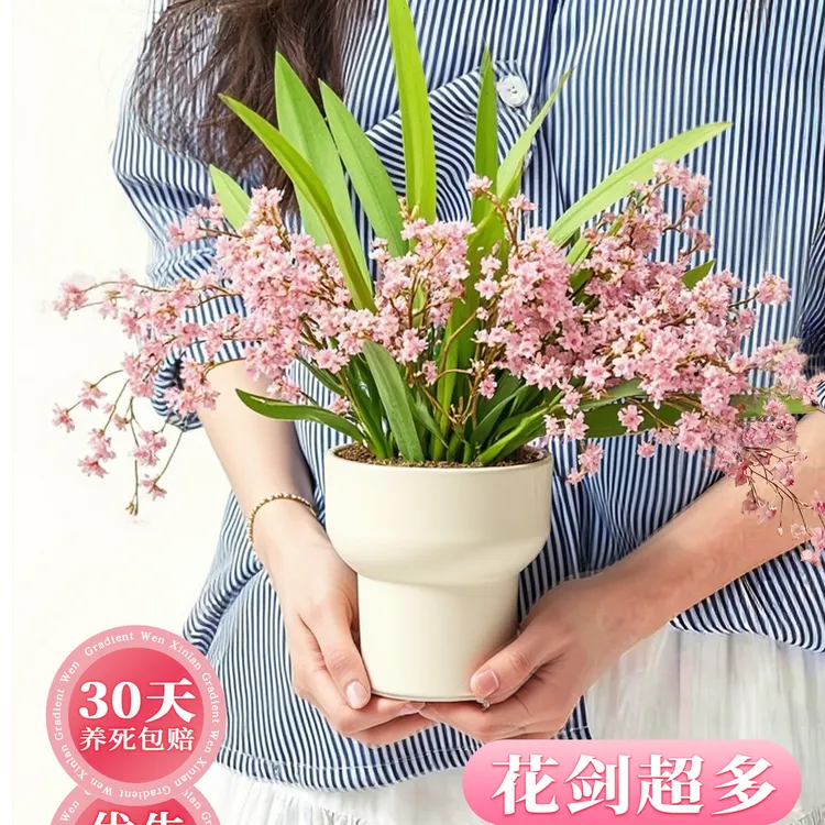 香水文心兰带花苞盆栽四季耐寒开花植物客厅阳台懒人适合养的花卉