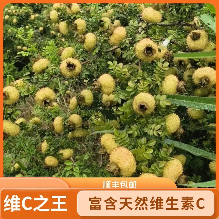 贵州新鲜野生刺梨现摘现发维C王可泡酒泡茶