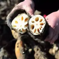 甘家风味湖北脆藕顺丰发货现挖现发