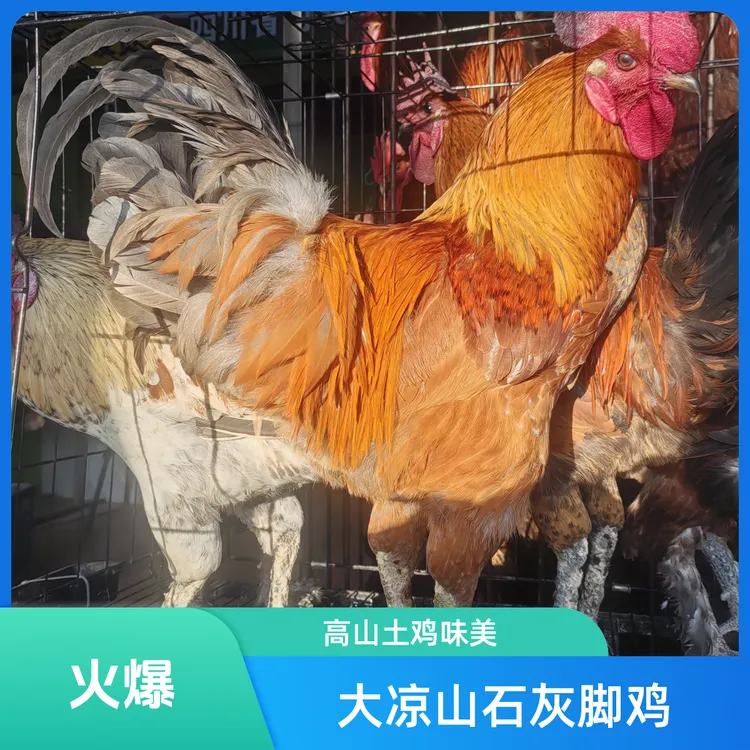 正宗大凉山石灰脚土鸡（宰杀后不退）