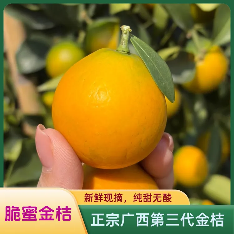 【手工严选】正宗第三代脆蜜金桔纯甜无籽金桔脆蜜金桔广西大果金桔