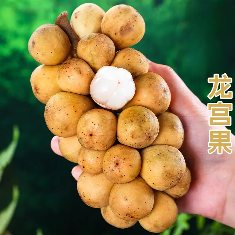 【顺丰包邮】龙宫果酸甜新鲜龙眼当季水果椰色龙贡爱情果应季包邮