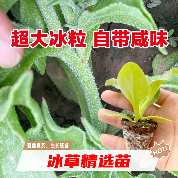正宗高钙水晶冰菜自带冰晶营养丰富适合四季种植的室外蔬菜