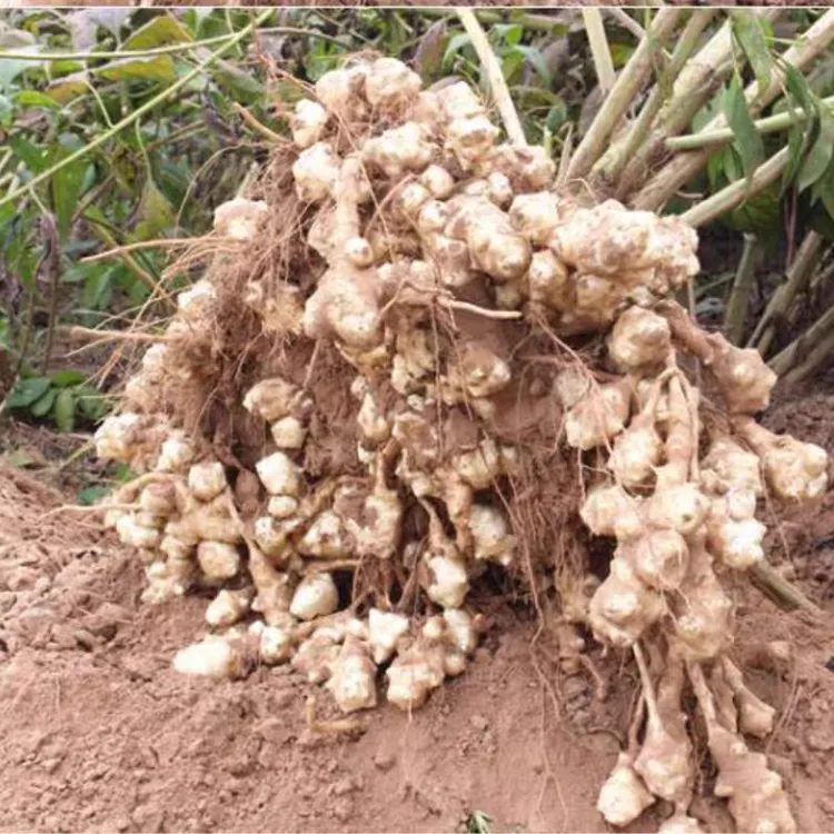 洋姜现挖野生新鲜鬼子姜不辣菊芋腌制泡菜酱菜种子