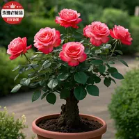 玫瑰花老桩苗云南花卉耐热复色盆栽循环开花浓香型多头四季耐寒