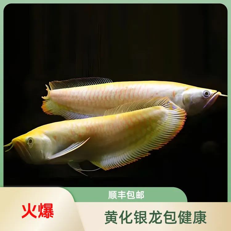 【1条】精品黄化银龙包邮包损包健康