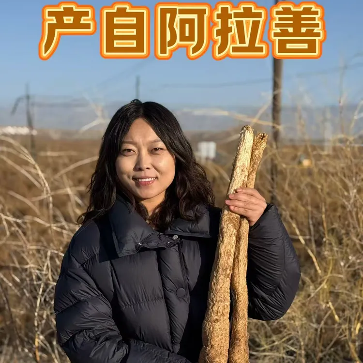 【新鲜肉苁蓉】阿拉善秋冬季油苁蓉泡酒泡水料产地直发