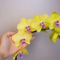 朝暮里蝴蝶兰【甜格格】带花带花苞开花株发货