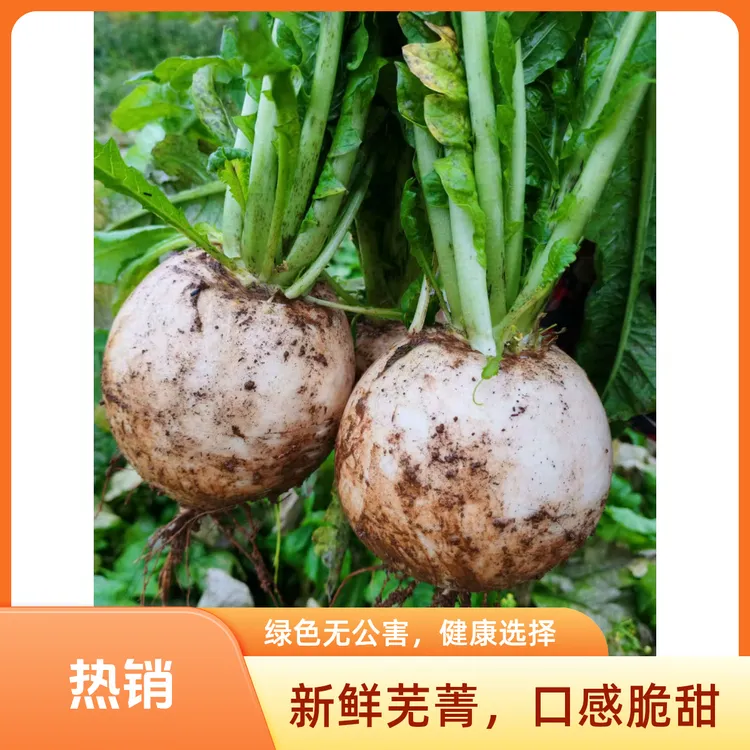 云南高山农家新鲜圆白萝卜汁多脆嫩清甜可口