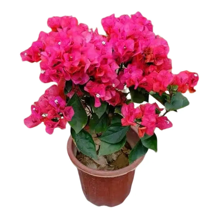 【同安红45-50cm】原盆土带花发货掉花落叶盆摔坏不售后
