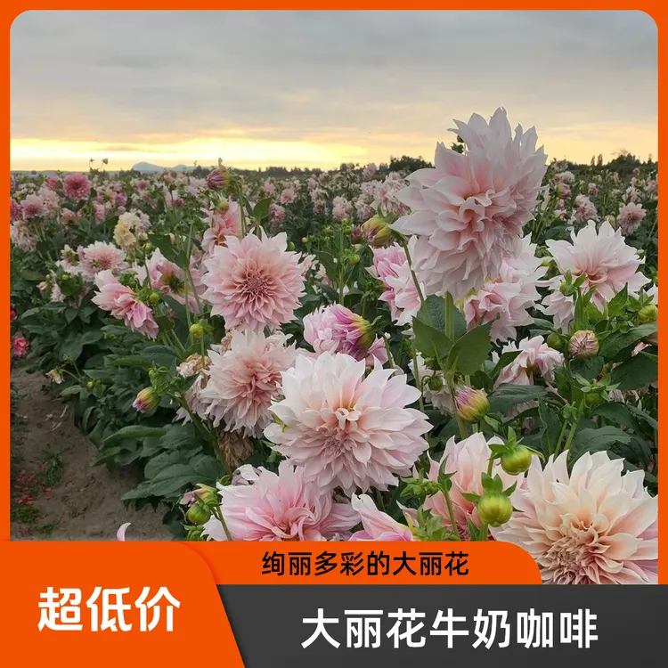 大丽花种球 多年生 盆栽地栽 庭院阳台