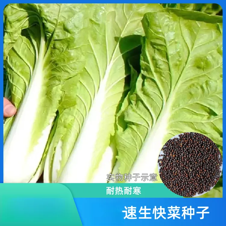 【快菜种子】速生快菜小白菜耐热阳台小院农家菜园蔬菜种子商品图