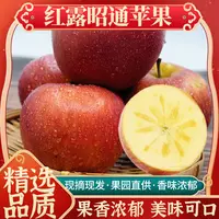 【昭通红露苹果】脆甜多汁清甜爽口当季新鲜采摘发货10斤装包邮