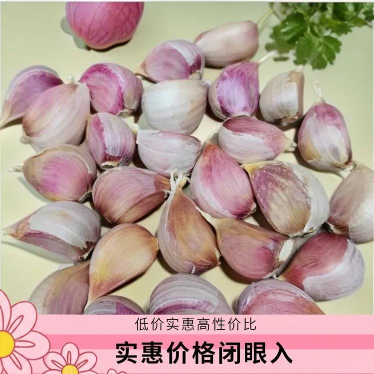 云南曲靖老品种丫蒜可做种子紫皮干大蒜