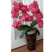 蜡质花3个花剑 【蒙特勒】蝴蝶兰花期7个月以上