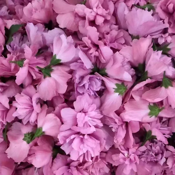 食用木槿花新鲜江西赣州猪糕花现摘蔬菜花可瘦肉煮汤新鲜花猪膏花