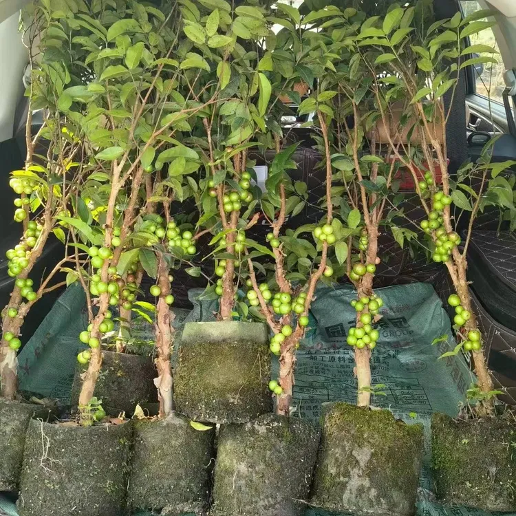 四季艾斯卡嘉宝果阳台小盆景造型