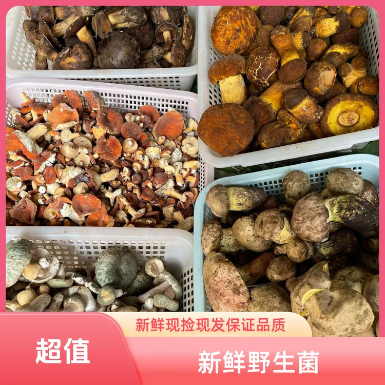 大凉山新鲜白葱见手青新鲜美味牛肝菌现捡现发500克包邮