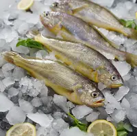 【西划船张荣亭】冻东海海捕小黄鱼7-8条/斤 净重3斤