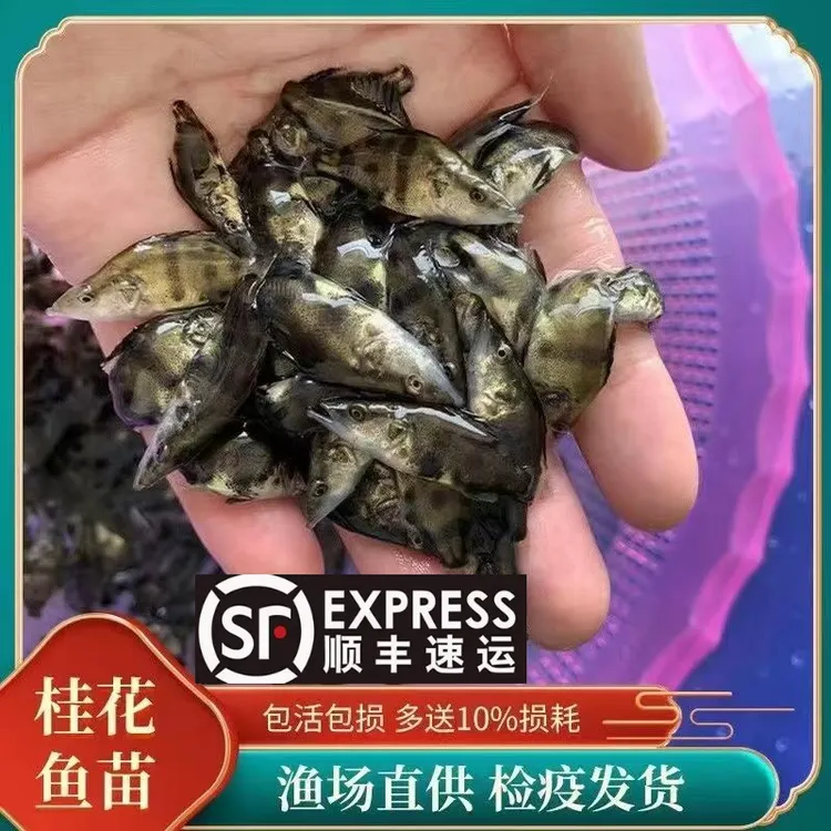 鳜鱼桂鱼苗淡水养殖观赏鱼翘嘴鳜鱼肉食性冷水鱼塘鱼缸可养
