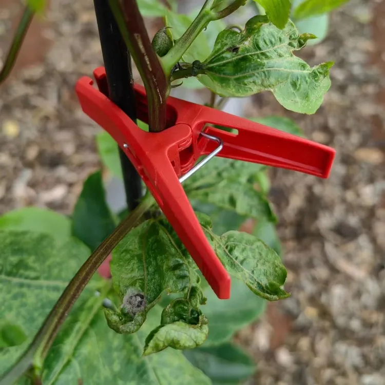 【双凹槽稳固】冬瓜夹子百香果无花果绑枝扶蔓夹番茄黄瓜竹竿上架