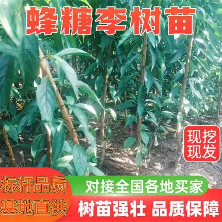 贵州六马正宗蜂糖李树苗一代嫁接苗原产地直发保湿发货