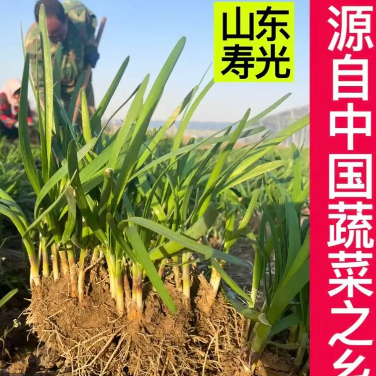 宽叶红根韭菜根四季可种耐寒好养适合阳台庭院盆栽