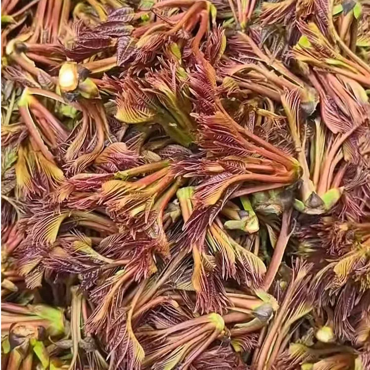 香椿新鲜现摘现发香椿贵州老树香椿嫩芽