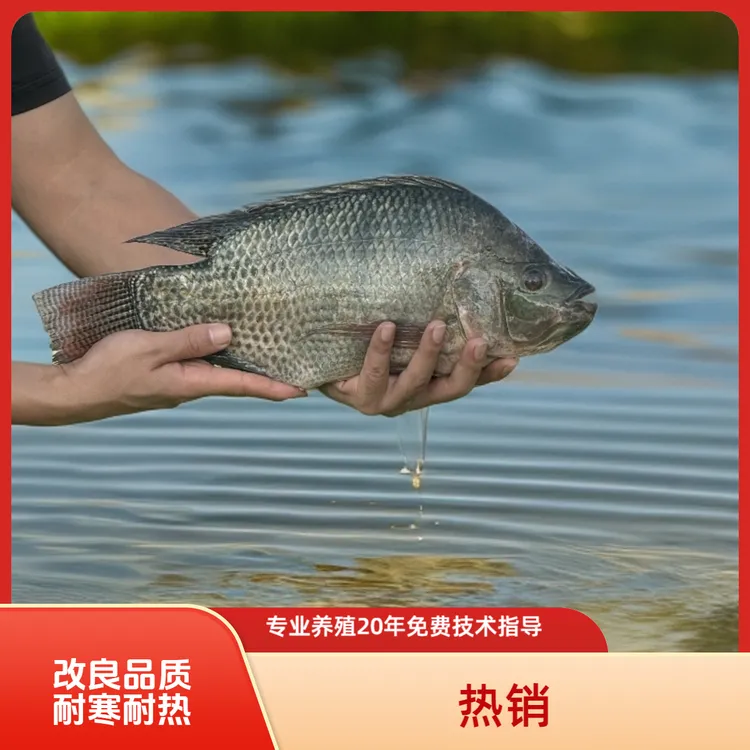 【优质快大种】海南一号罗非 脆肉罗非鱼苗淡水养全雄性 脆肉罗非苗