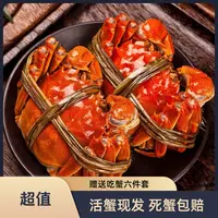 【活蟹全母蟹】阳澄天使江苏蟹母蟹3.0-3.5两8只装鲜活精品蟹青蟹青壳蟹