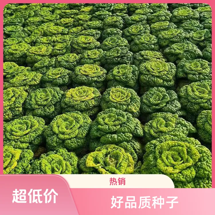 黄心乌菜黄心菜新鲜乌塌菜四季白菜冬天青菜蔬菜孑黑菜秋冬季