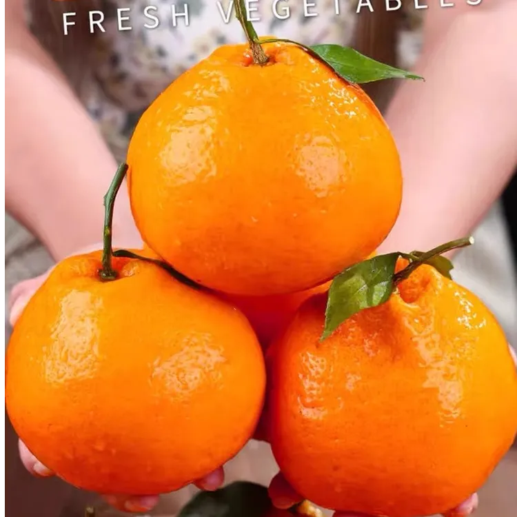 【头茬尝鲜】四川正宗春见耙耙柑粑粑柑3/5/9斤新鲜柑橘当季水果