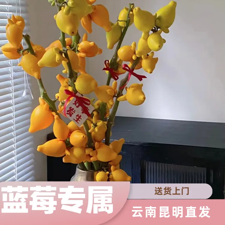 五代果丨1.8米黄金果单枝成景小猪佩奇黄金果五代果鲜切花
