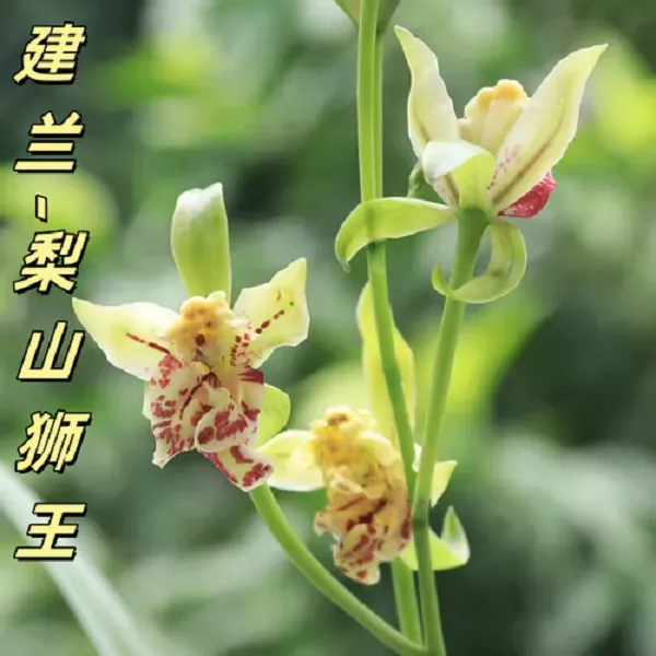 建兰-梨山狮王四季建兰铭品开花浓香好养室内绿植花卉盆栽