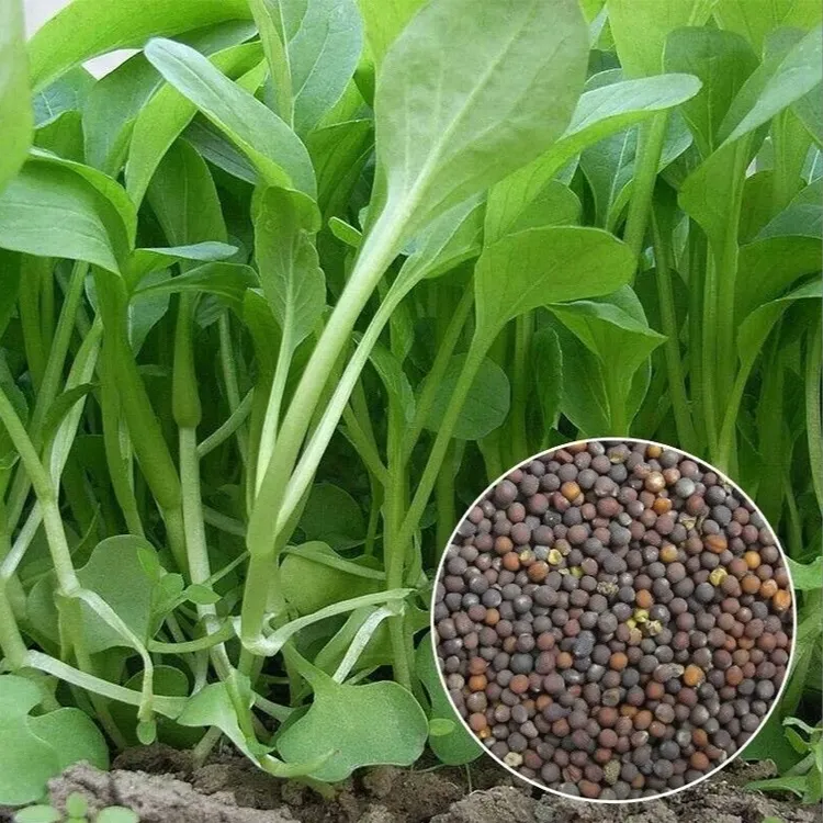 【速生鸡毛菜】四季小白菜青菜小油菜上海青菜籽大全蔬菜种子菜种