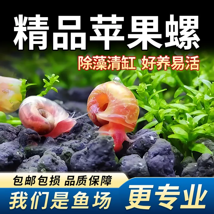 观赏鱼除藻螺苹果螺观赏螺蜗牛除苔清理残食清洁螺