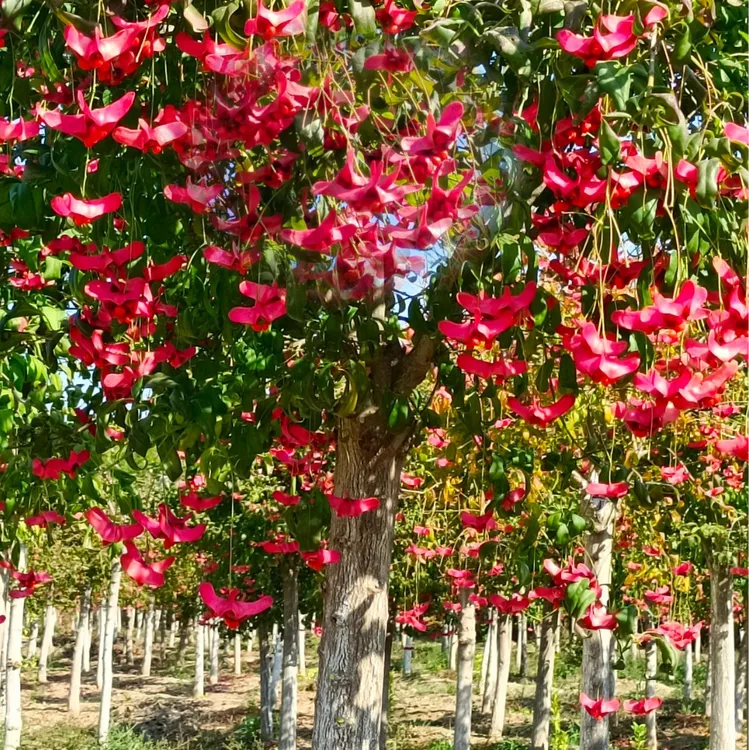 金丝吊蝴蝶树 摇钱树元宝树 庭院种植观丝观果耐寒耐热耐旱