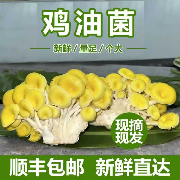 云南特产新鲜榆黄蘑菇可用于煲汤火锅的食用菌鸡油菌