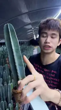【带根】30cm+量天尺 不指定带花苞