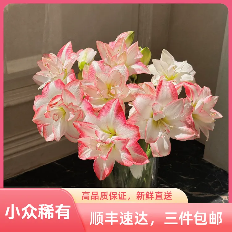 小众稀有花孔雀重瓣朱顶红鲜切花精品鲜花全国速递家庭室内养花