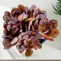 【老桩龙骨红丝 】【满9.9包邮】星花怒放阳台露台办公多肉植物栽种养