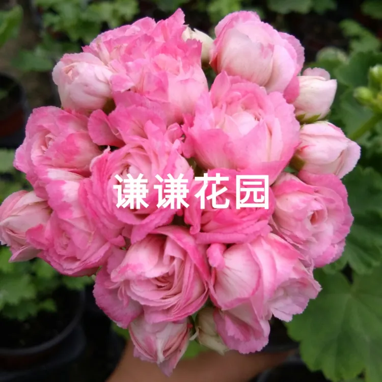 【满16米包邮】直立天竺葵勤花四季开花大山宫公爵皇后重瓣多年生