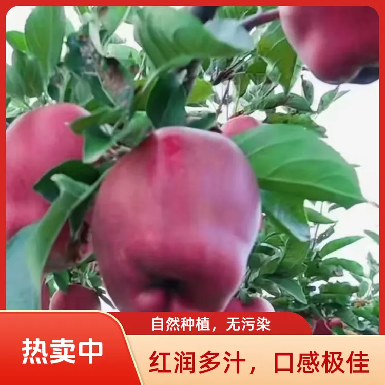 正宗甘肃天水花牛苹果新鲜应季水果蛇果粉面脆甜